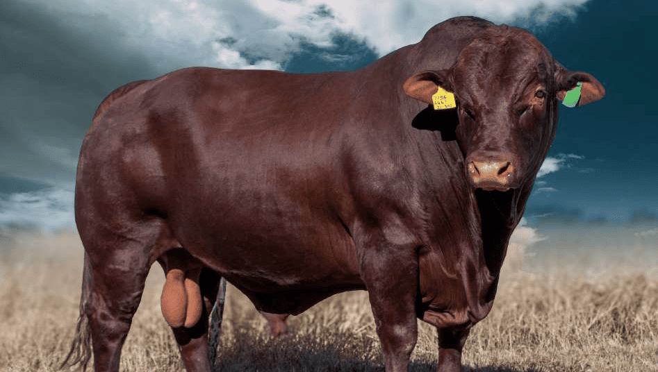 Lot 3 WAG 21 - 300 2025 - 947x536 (1)